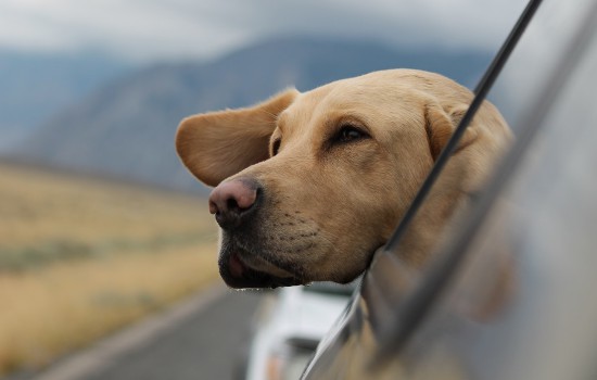 纯拉布拉多犬的特征-图1