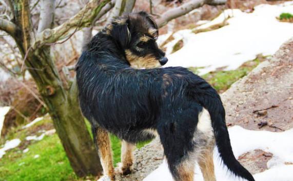 印度本土犬种类-图1
