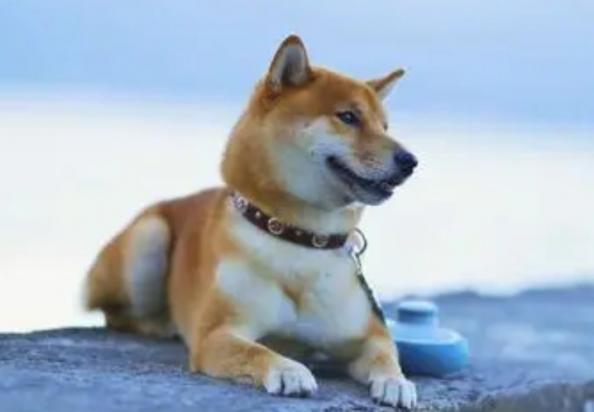日本国犬是柴犬还是秋田犬-图1