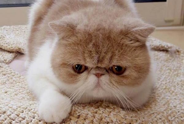 加菲猫和橘猫那种猫有泪痕