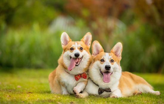柯基犬好养吗-图1