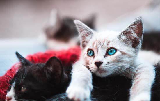猫咪吐水怎么回事