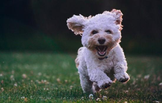 狂犬病狗特征-图1