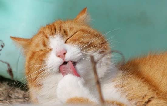 小猫眼睛分泌物是黄的有眼泪