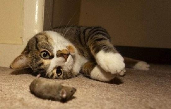 猫被粘鼠板粘住了怎么处理身上的胶-图1