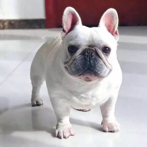 斗牛幼犬狗粮怎么喂-图1