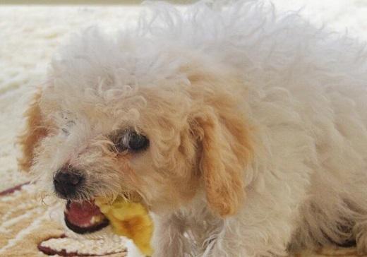 比熊犬混吃狗粮好吗-图1