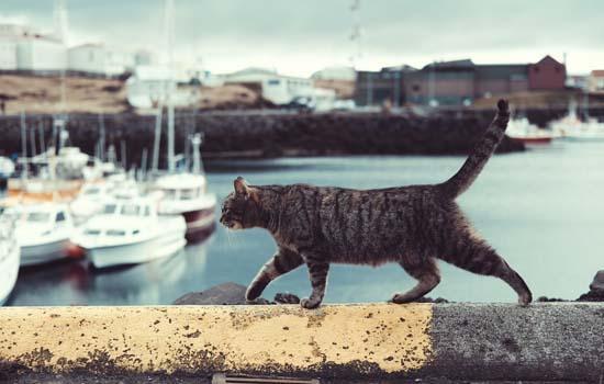 猫最爱吃的10种水果-图1