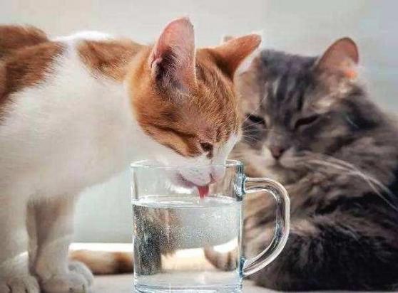 夏天猫咪可以喝冰水吗-图1