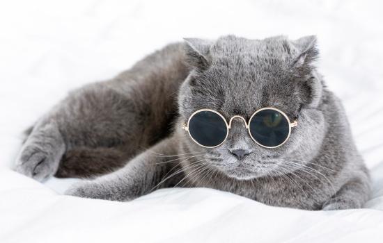 猫吐毛球和黄水是什么样子的-图1