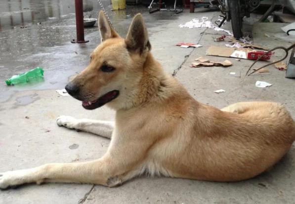 狗狗被骑了后状态-图1