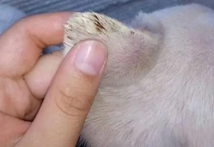 狗耳朵后面毛打结像棉花一样-图1
