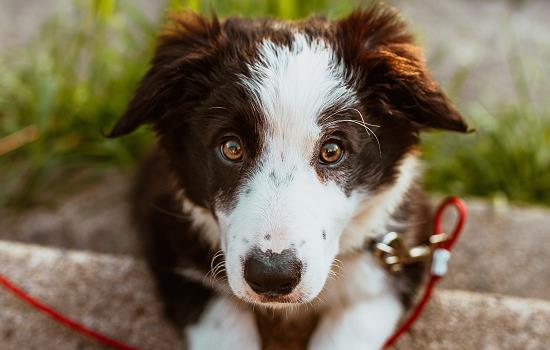 中华牧羊犬是什么？-图1