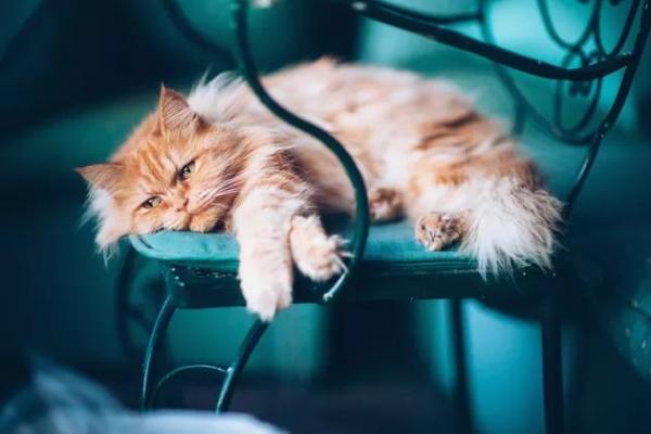 猫咪吐了是什么原因造成的-图1