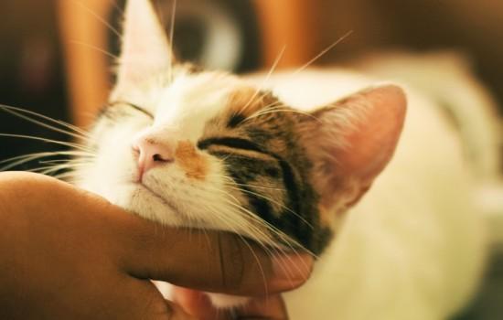 猫咪身上的跳蚤怎么消灭