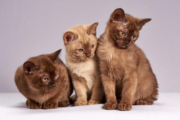 为什么上厕所猫咪喜欢蹲在旁边陪着-图1