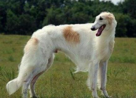 俄罗斯十大名犬-图1