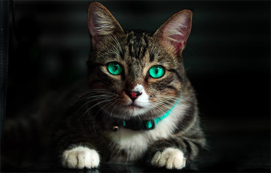 小猫有猫癣怎么办-图1