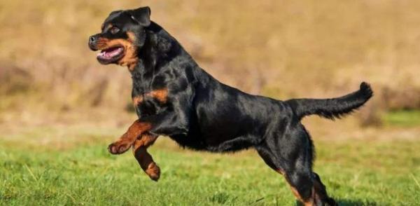 十大最忠诚的狗排名小型犬-图1