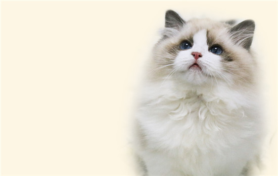 猫怕蚊子咬吗-图1