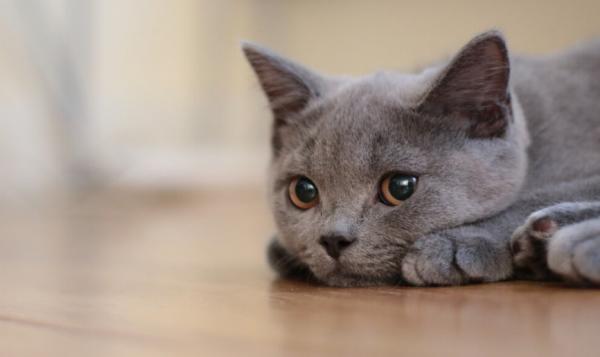 猫咪呆呆的怎么回事-图1