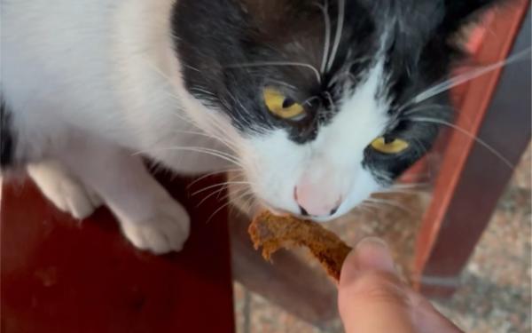 猫咪可以吃牛肉干吗-1