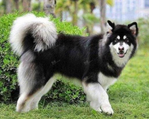 大型犬品种大全及价格图