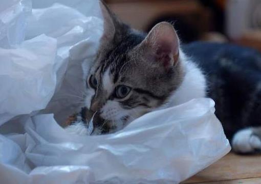 猫吃了塑料袋多久判断没事-图1