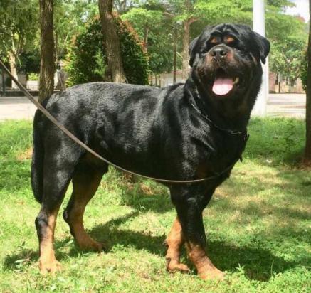 大体型短毛犬-图1