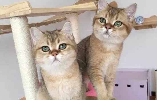 英短三花猫配种颜色表-图1