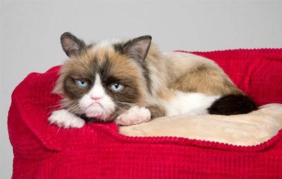 小猫咪眼睛分泌物多眼睛睁不开怎么办-图1