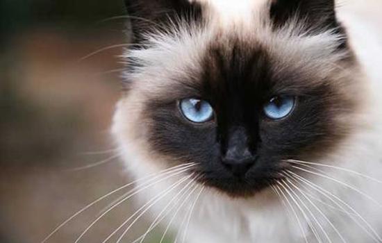 猫尿不出尿的偏方-图1