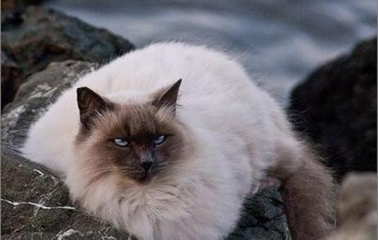 猫咪多久发一次情母猫-图1