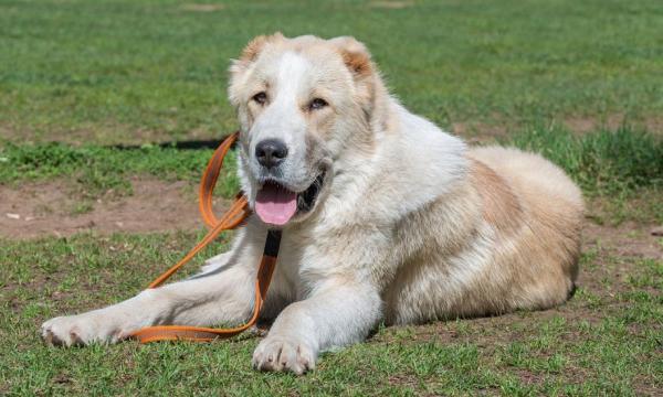 士库曼斯坦国家在哪名犬-图1
