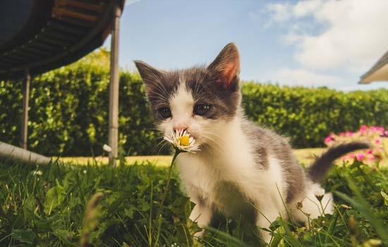 粘人的猫品种-图1