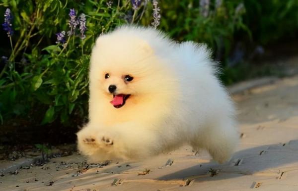 观赏犬有哪些品种-图1