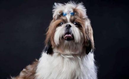 观赏犬是什么意思-图1