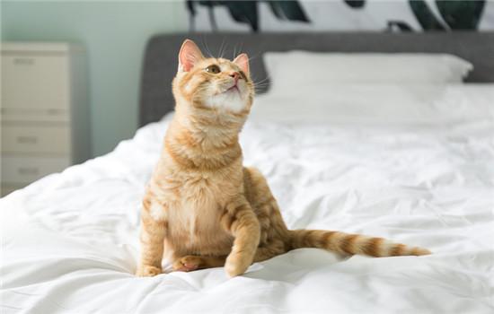 猫咪驱虫后三天不吃东西怎么办-图1