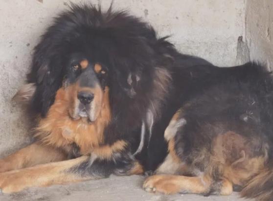 国际上承认的唯一中国国犬-图1