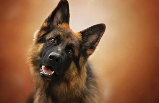各个国家的国犬是哪些-图1