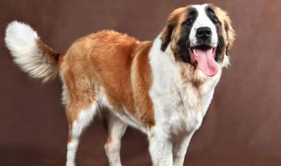 各个国家的代表犬种狗品种