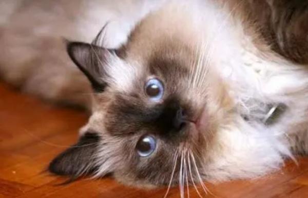 波曼猫幼猫性格-图1