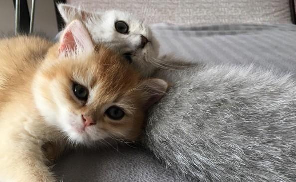 笔筒猫好养吗-图1