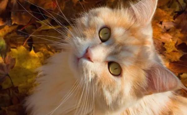 笔筒猫寿命好不好养-图1