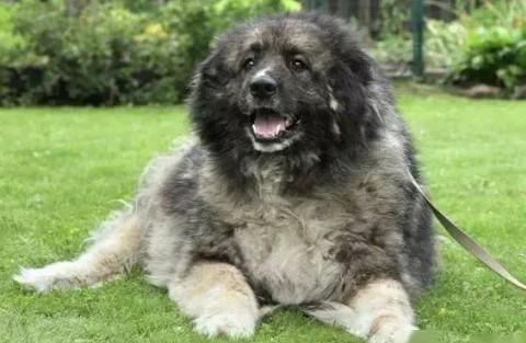 俄罗斯国犬叫什么名字-图1