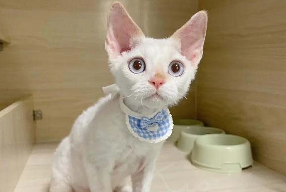 十大最霸气的猫-图1