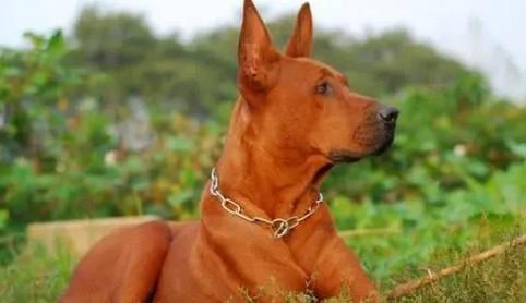 美国特有犬种十大名狗
