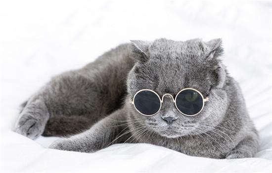 猫肉垫干裂起皮是什么原因-图1