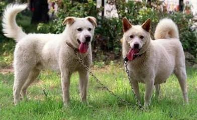 岛犬和丰山犬区别