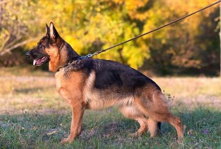最像狼的犬是什么犬-图1